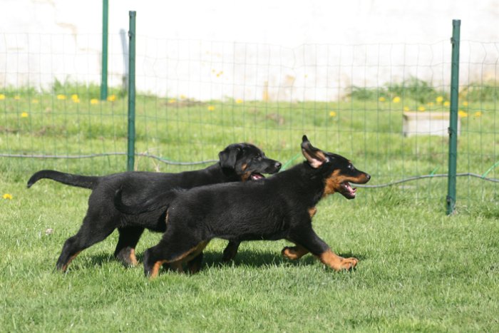 Quenza 09 04 2017 (22)